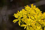 Low pinebarren milkwort